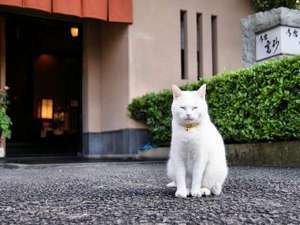 看板ねこのミーちゃん◇旅立ち